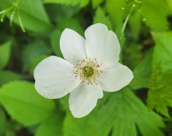 Canada Anemone (Anemone canadensis), 200 seeds