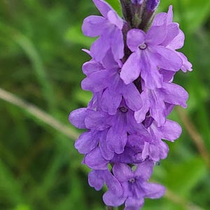 Grijze ijzerhard (verbena stricta), 1500 zaden