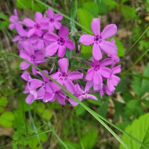 Prairie Phlox (Phlox pilosa) 100 seeds