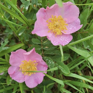 Könnte beinhalten: Zwei rosa Blüten mit gelben Zentren stehen im Fokus, umgeben von grünem Gras und Blättern. Die Blütenblätter sind zartrosa und die Zentren leuchtend gelb. Wassertröpfchen sind auf den Blütenblättern sichtbar.