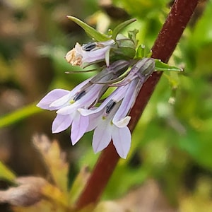 buy indian tobacco Plant Online In India This Virginian type has good uniformity producing dark cigar and pipe tobacco. indian tobacco Indian Tobacco Seeds