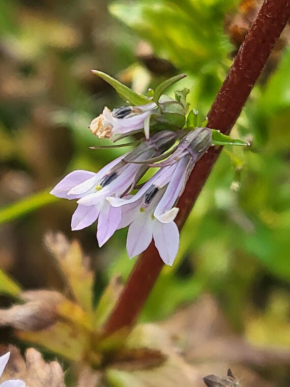 spiritual meaning of tobacco Sacred Smoke , Tobacco, known as al Wakan in Lakota, carries deep  spiritual meaning in many Indigenous cultures. Traditionally used in  offerings, prayers, and ceremonies, this revered plant forms