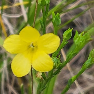 Grooved Yellow Flax over 1k Seeds (Linium sulcatum)