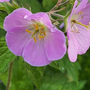 Wild Geranium (Geranium maculatum), 60 seeds