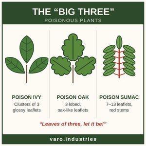 Poisonous Plants Sticker – Big Three Poison Ivy Oak Sumac Reference Decal, Hiking Survival Gift zdjęcie 2