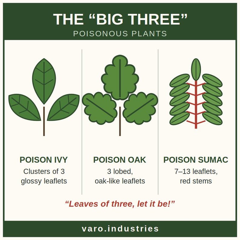 Poisonous Plants Sticker – Big Three Poison Ivy Oak Sumac Reference Decal, Hiking Survival Gift zdjęcie 2