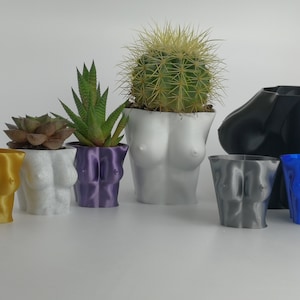 black gold snake plants for sale Sansevieria Black Gold  Chicago Plants