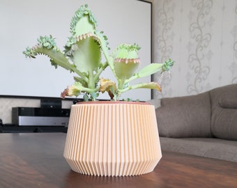 May include: A light green succulent plant in a peach-colored, geometric, ridged planter. The plant has large, flat leaves with small plantlets growing along the edges. The planter sits on a dark brown wooden table.