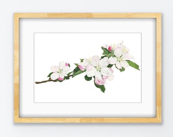 Apple Blossom, Watercolor Giclee Print