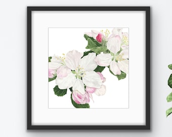 Apple Blossom Print, Watercolor Apple Blossom, Modern Botanical Art, Flower Painting, Flower Print, Floral Art, Botanical Print, Flowers
