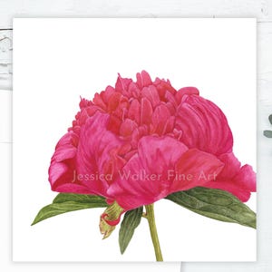 Benjamin Franklin wenskaart roze pioen, wenskaart bloemen aquarel, botanische notitiekaart, gewaagde roze pioen, originele kunst
