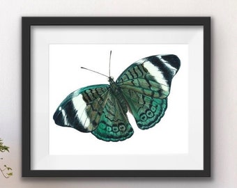 Butterfly Art Print, Watercolor Butterfly, Butterfly Art, Entomology Print, Watercolor Print, Butterfly Print, Watercolor Art, Insect Art