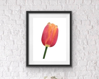 Botanisk giclée-akvarellkonsttryck med tulpanmotiv