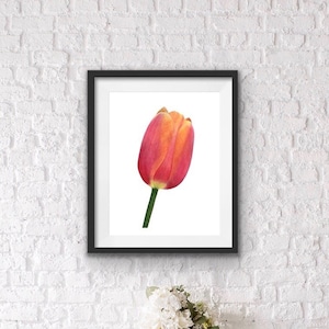Tulip Botanical Giclee Watercolor Art Print