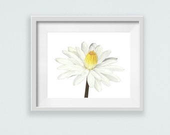 Lilia wodna, akwarela, sztuka botaniczna, wydruk giclee