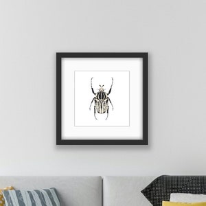 Goliath Beetle Insect Watercolor Print,  Entomology Wall Decor