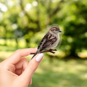 Clear Vinyl Song Sparrow Sticker: Waterproof Bird Decal