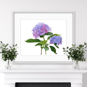 Hortensja Giclee Akwarela Wydruk