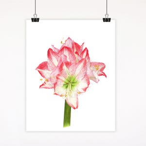 Amaryllis Giclee Fine Art Watercolor Print: Modern Botanical Art