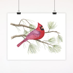 Cardinal Bird Fine Art Watercolor Print: Winter Botanical Wall Art