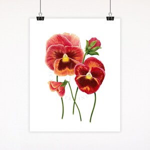 Watercolor Pansy Art Print: Modern Botanical Flower Painting