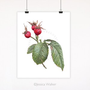 Rosehip Watercolor Giclée Print: Botanical Autumn Wall Art