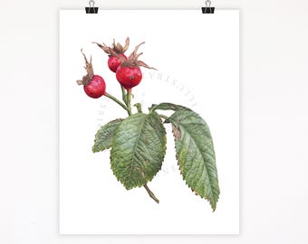 Gicléeprint rozenbottel aquarel: botanische herfst muurkunst