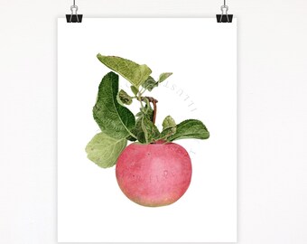Aquarelprint rode appel: botanische keukenmuurkunst, gesigneerde giclée