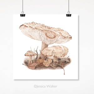 Agrocybe Mushroom Watercolor Print: Botanical Fungi Art