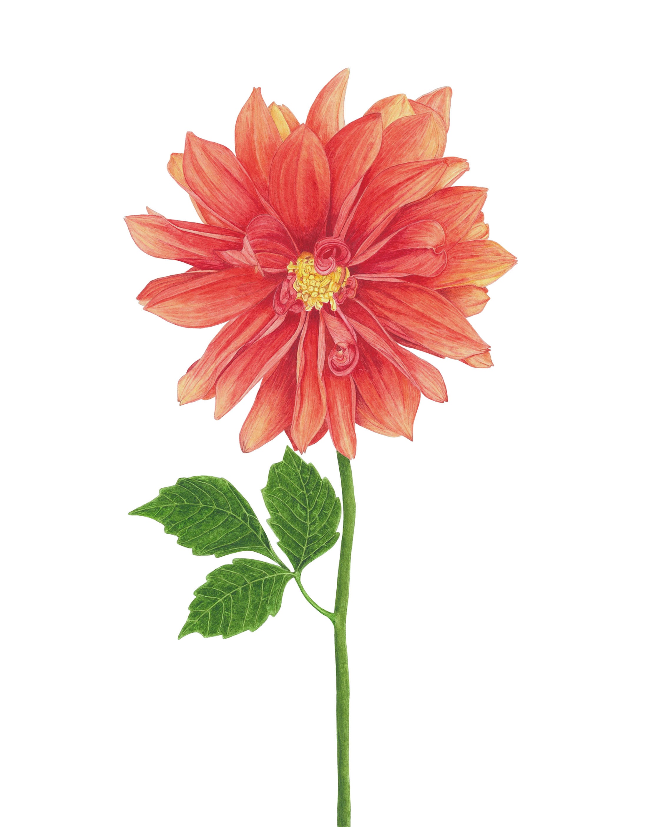 Dahlia Botanical Art Print Watercolor Dahlia Botanical Etsy Singapore