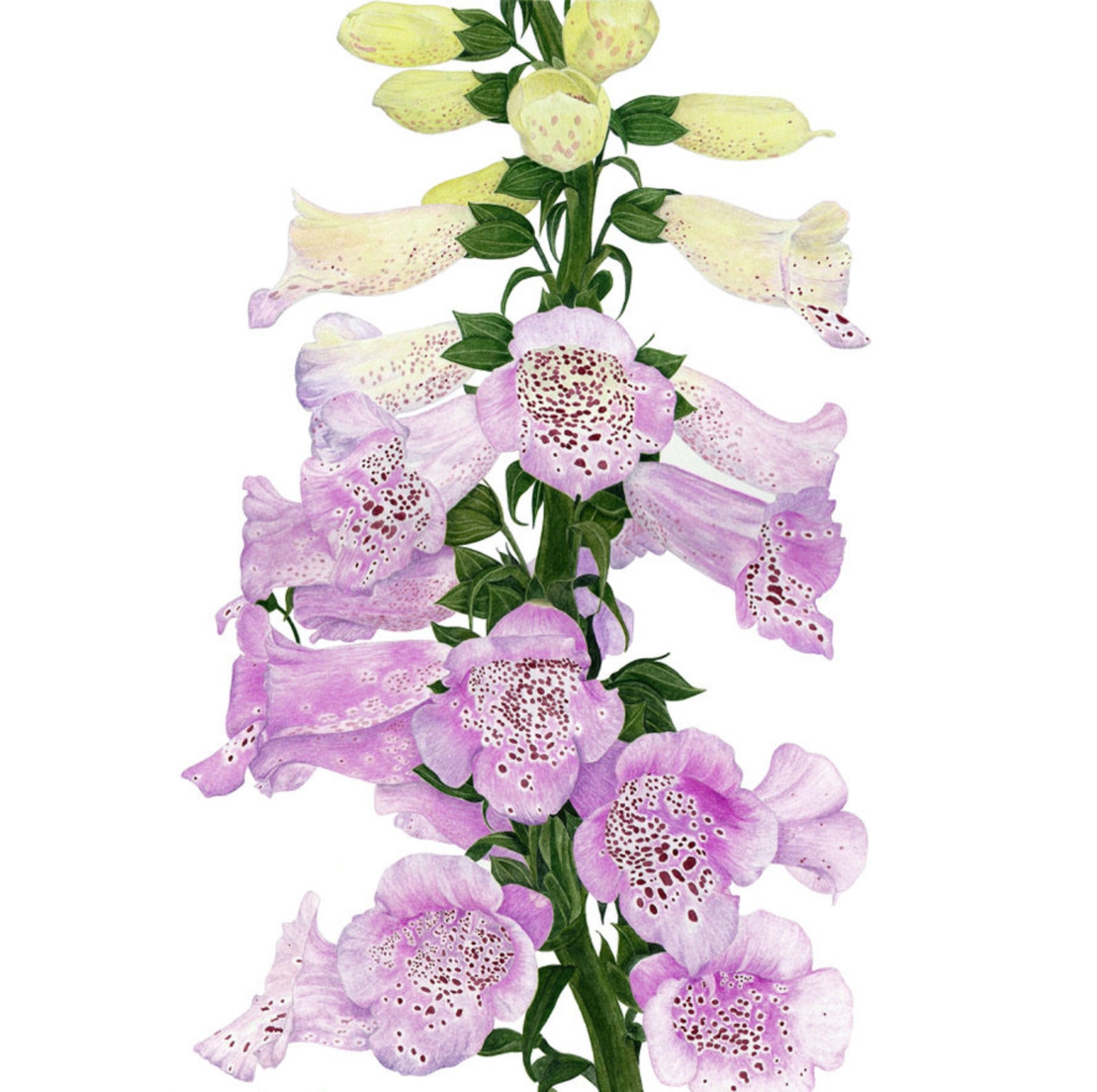 Foxglove Botanical Art Print Etsy