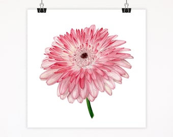 Pink Barberton Daisy Fine Art Watercolor Print: Gerbera Daisy Illustration