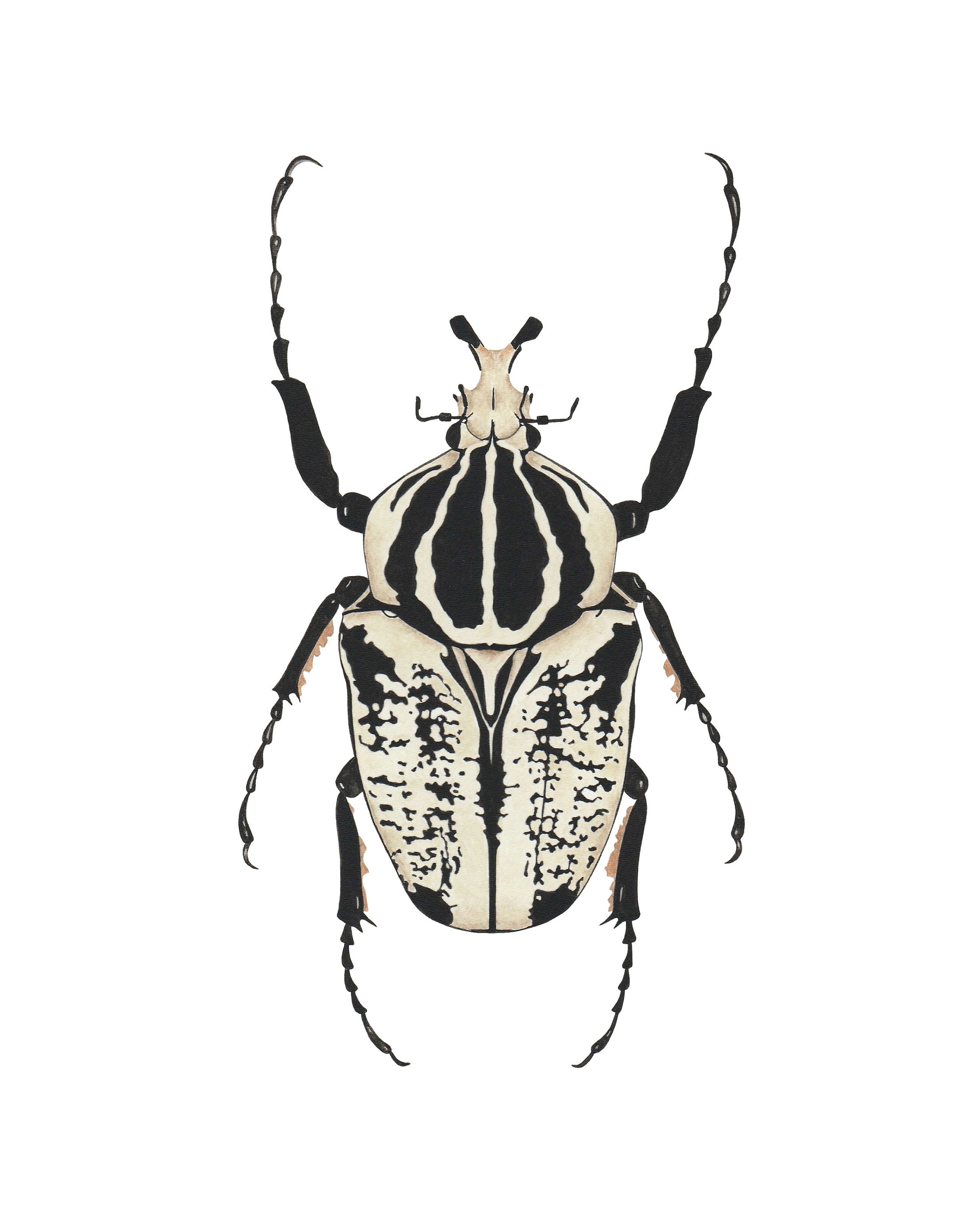 Goliath Beetle Print Watercolor Print Entomology Painting | Etsy