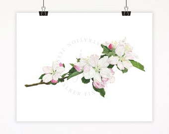 Apple Blossom, Watercolor Fine Art Print: Botanical Illustration