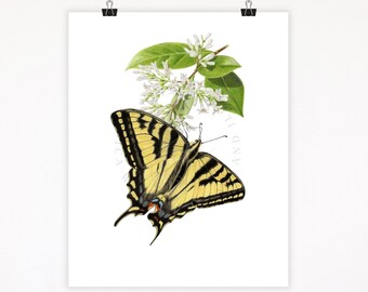 Swallowtail Butterfly Print: Colored Pencil Giclée Art, Botanical Illustration
