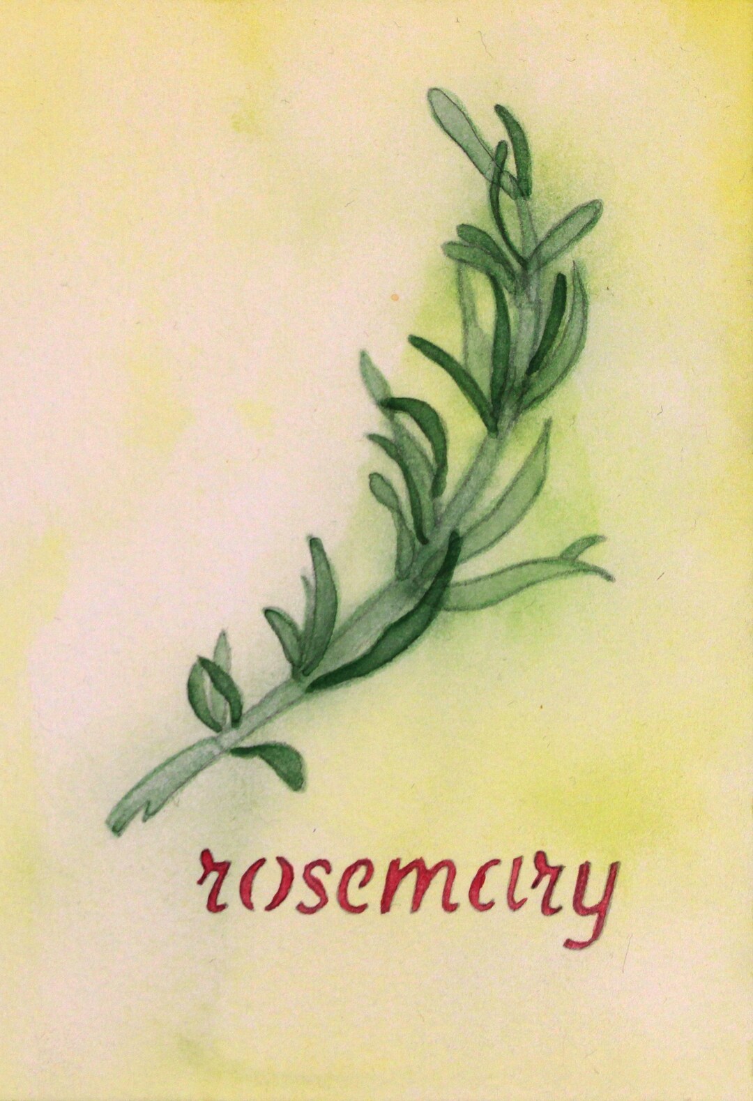 Original Rosemary Watercolor Painting Painted by Hand Etsy