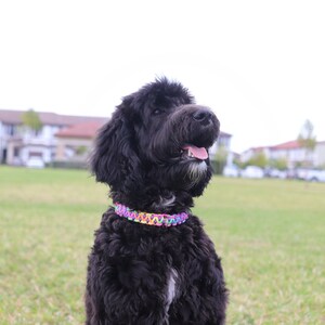 May include: A black dog with curly fur is wearing a colorful braided collar and looking up with its mouth open. The dog is sitting in a grassy field.