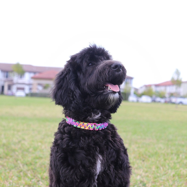 May include: A black dog with curly fur is wearing a colorful braided collar and looking up with its mouth open. The dog is sitting in a grassy field.