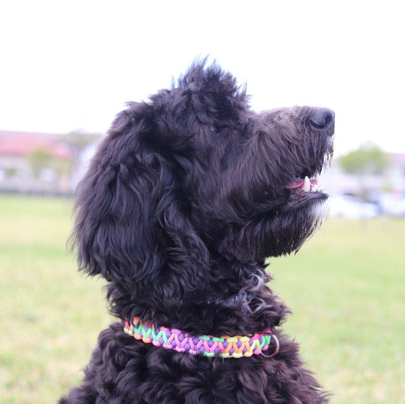 May include: A black dog with a colorful braided collar is looking up and to the right. The dog is in a grassy field.