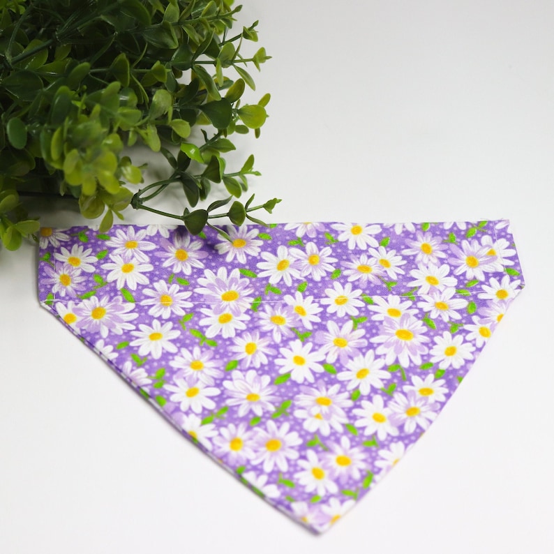 May include: Purple dog bandana with a white daisy print. The bandana is triangular in shape and has a white border.