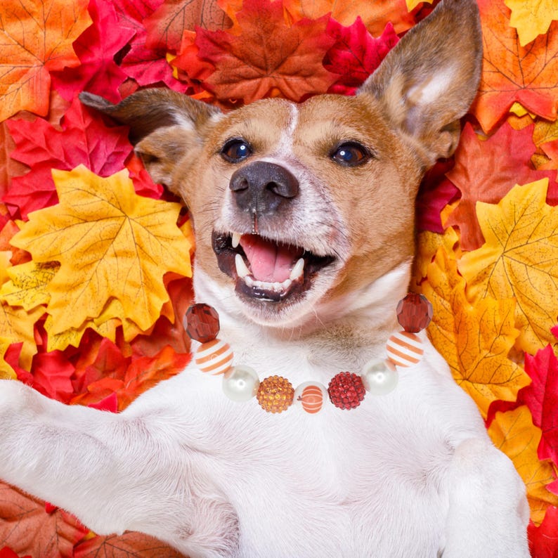 Dog wearing the collar