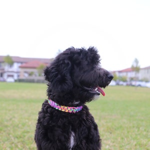 May include: A black dog with a rainbow colored collar is looking to the right. The dog is in a grassy field with a blurred background of houses.
