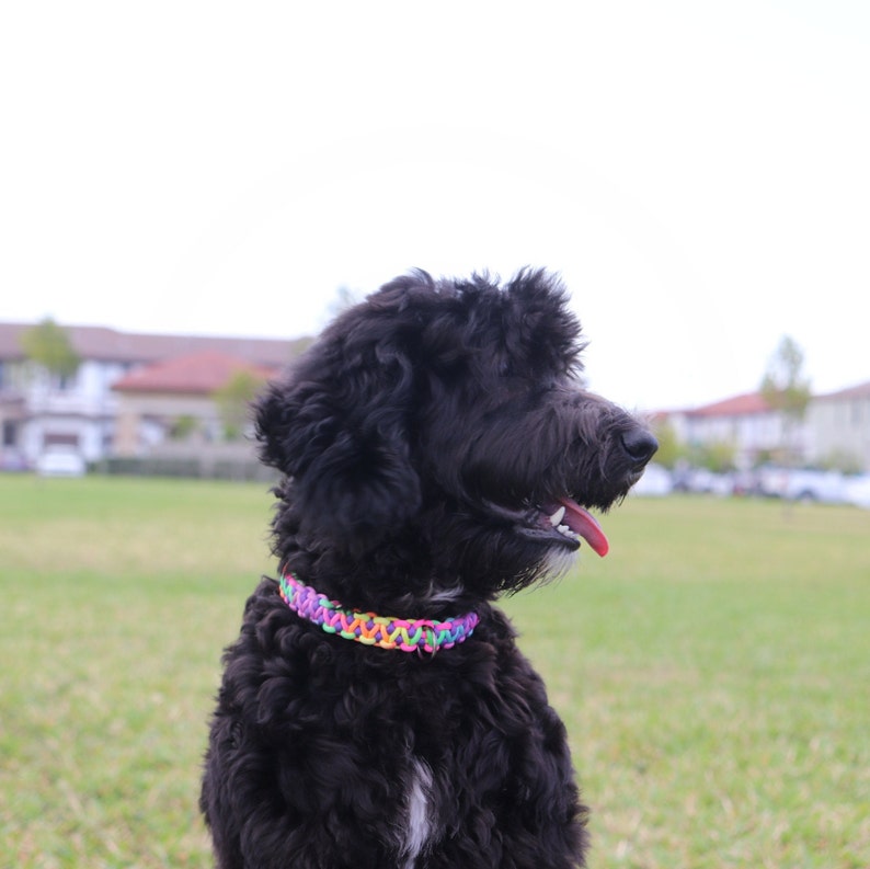 May include: A black dog with a rainbow colored collar is looking to the right. The dog is in a grassy field with a blurred background of houses.
