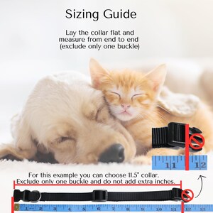 May include: A sizing guide for dog collars, showing a black collar with a buckle laid flat on a ruler. The guide instructs to measure the collar from end to end, excluding the buckle, and to choose a size that is 11.5 inches long. The image also shows a golden retriever and a ginger kitten sleeping together.