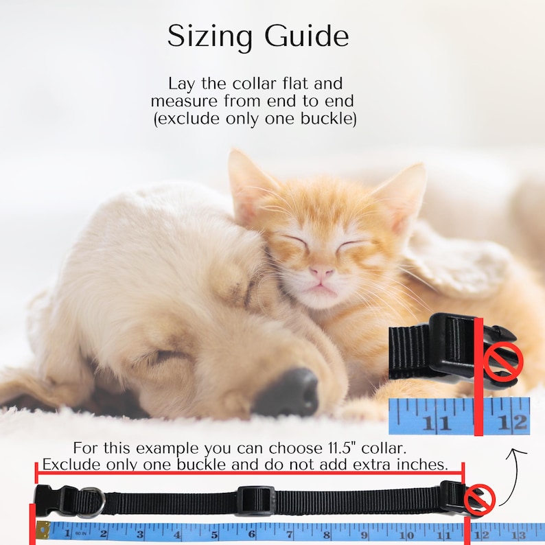 May include: A sizing guide for dog collars, showing a black collar with a buckle laid flat on a ruler. The guide instructs to measure the collar from end to end, excluding the buckle, and to choose a size that is 11.5 inches long. The image also shows a golden retriever and a ginger kitten sleeping together.