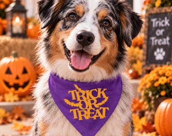 Puede incluir: Un perro pastor australiano tricolor que lleva un pañuelo triangular morado con el texto amarillo Trick or Treat y un pequeño gráfico de murciélago. El perro tiene el pecho blanco, marcas marrones en la cara y un pelaje moteado negro, blanco y gris.