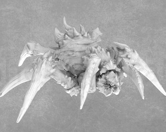 Giant Spider Model | 32mm Spider Miniature | White Werewolf Tavern
