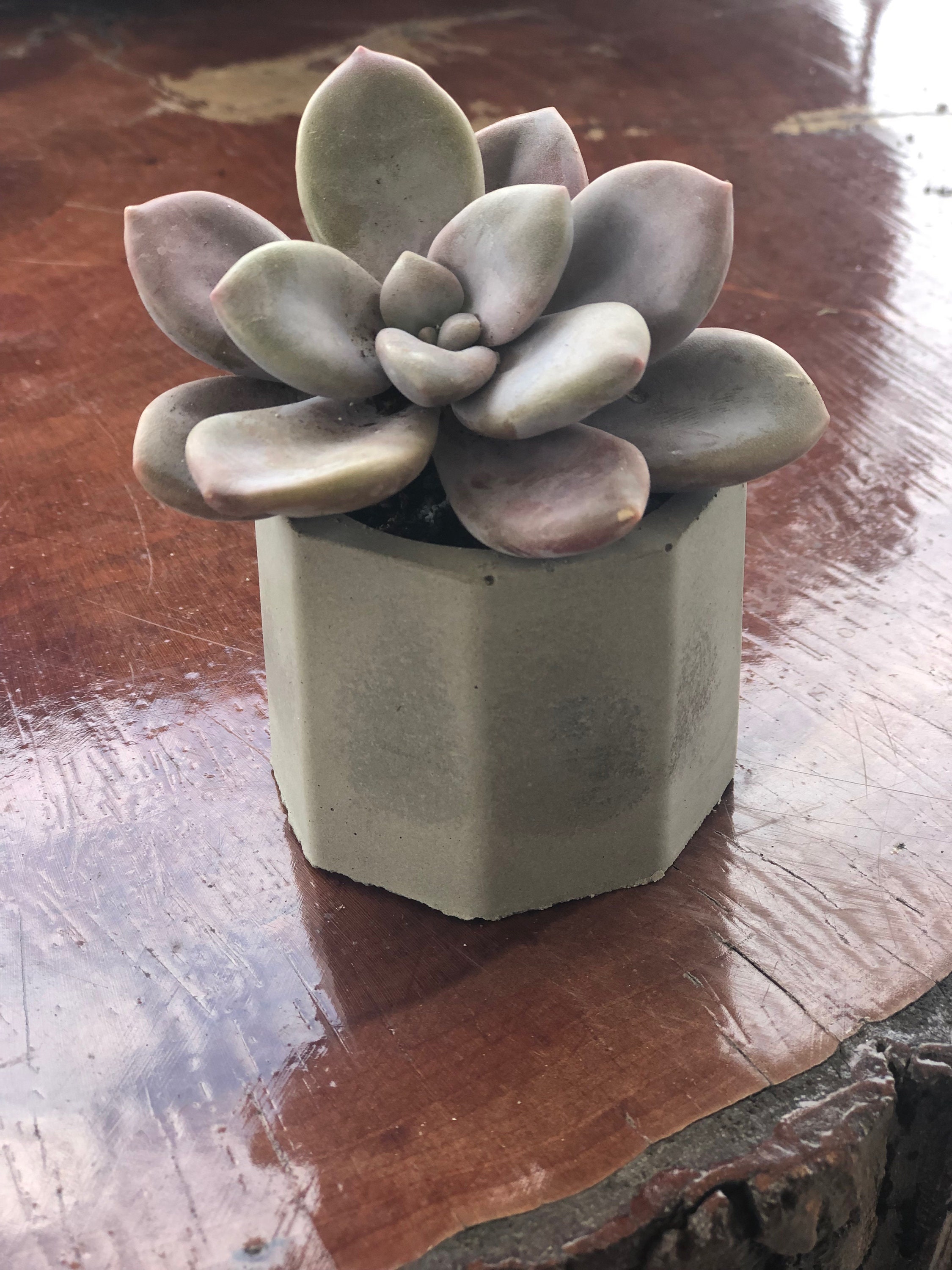 Succulents in Cement Pots Etsy