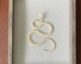 Real snake Skelton framed