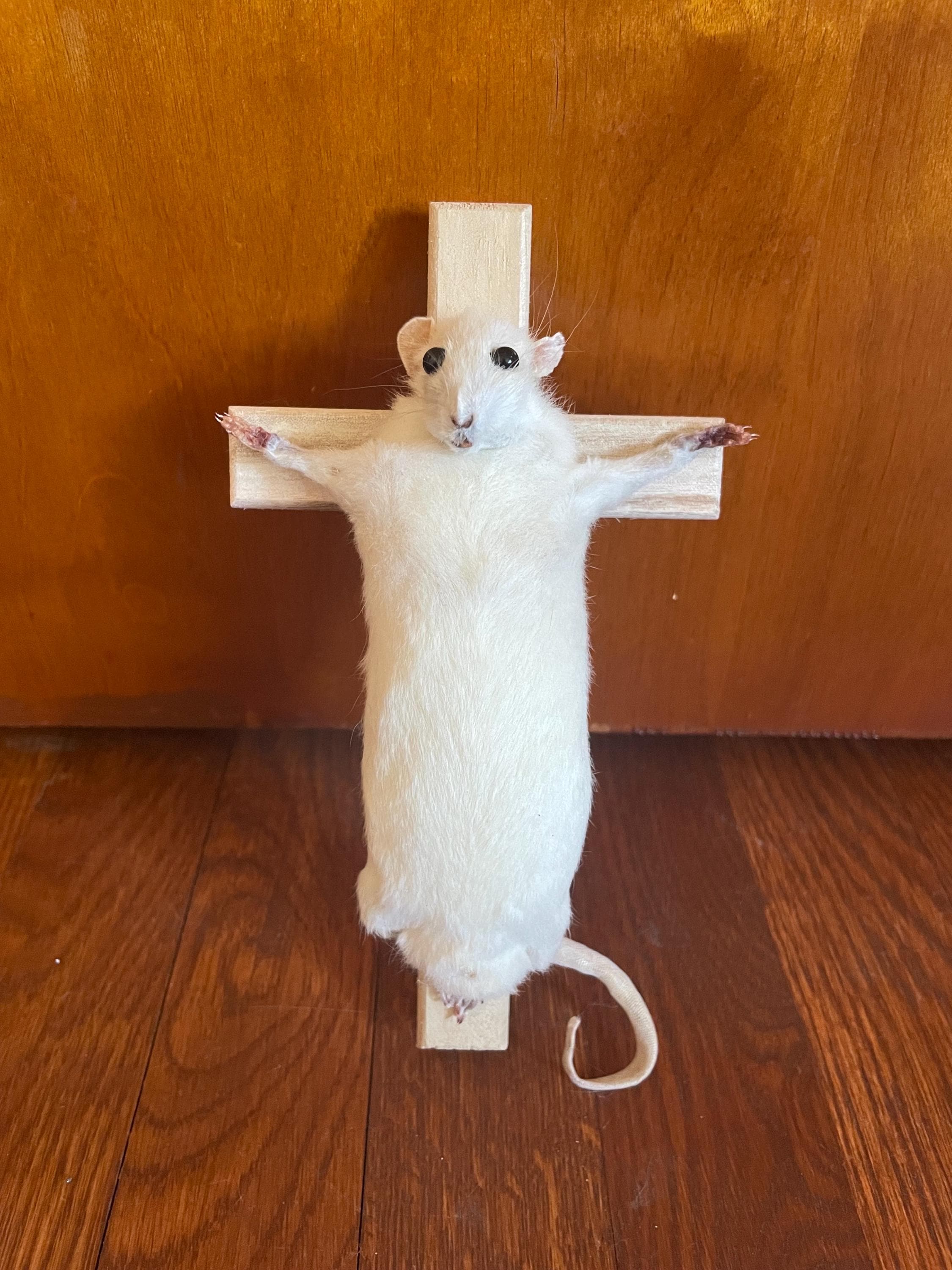 Cheezus Rat crusfix cross taxidermy oddity